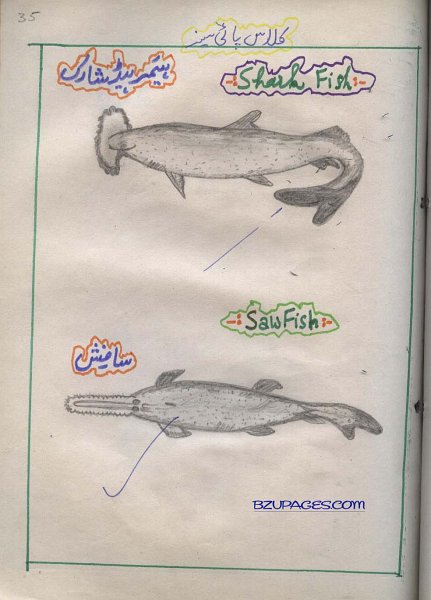 35 Hamour Head Shark and Saw Fish.jpg